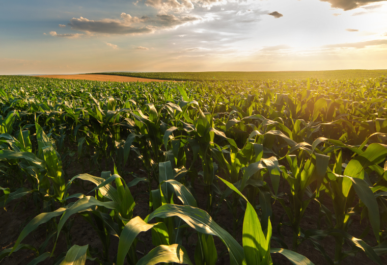 Corn, Wheat Declines May Create Opportunity for Commodity ETF | etf.com